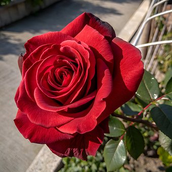 Roos, Natuur, Bloem, Bloom, Flora