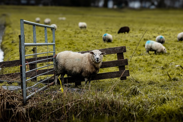 Free Sheep Farm photo and picture
