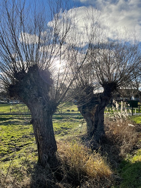 Cottonwoods, Natur, Træer, Landskab