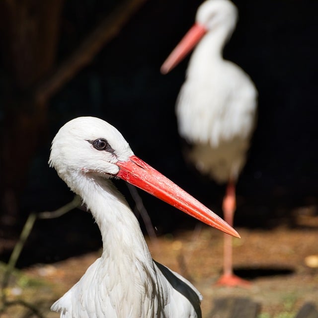 Free Stork Bird photo and picture