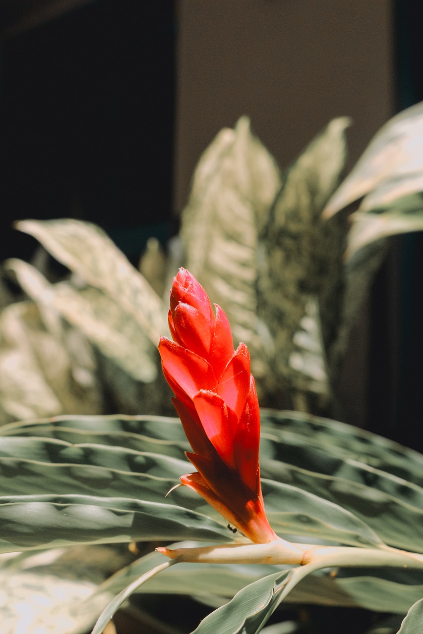Bunga Red Ginger Jahe Merah - Foto gratis di Pixabay