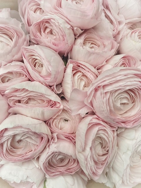 Pastellrose, Ranunkel, Natur, Blumen