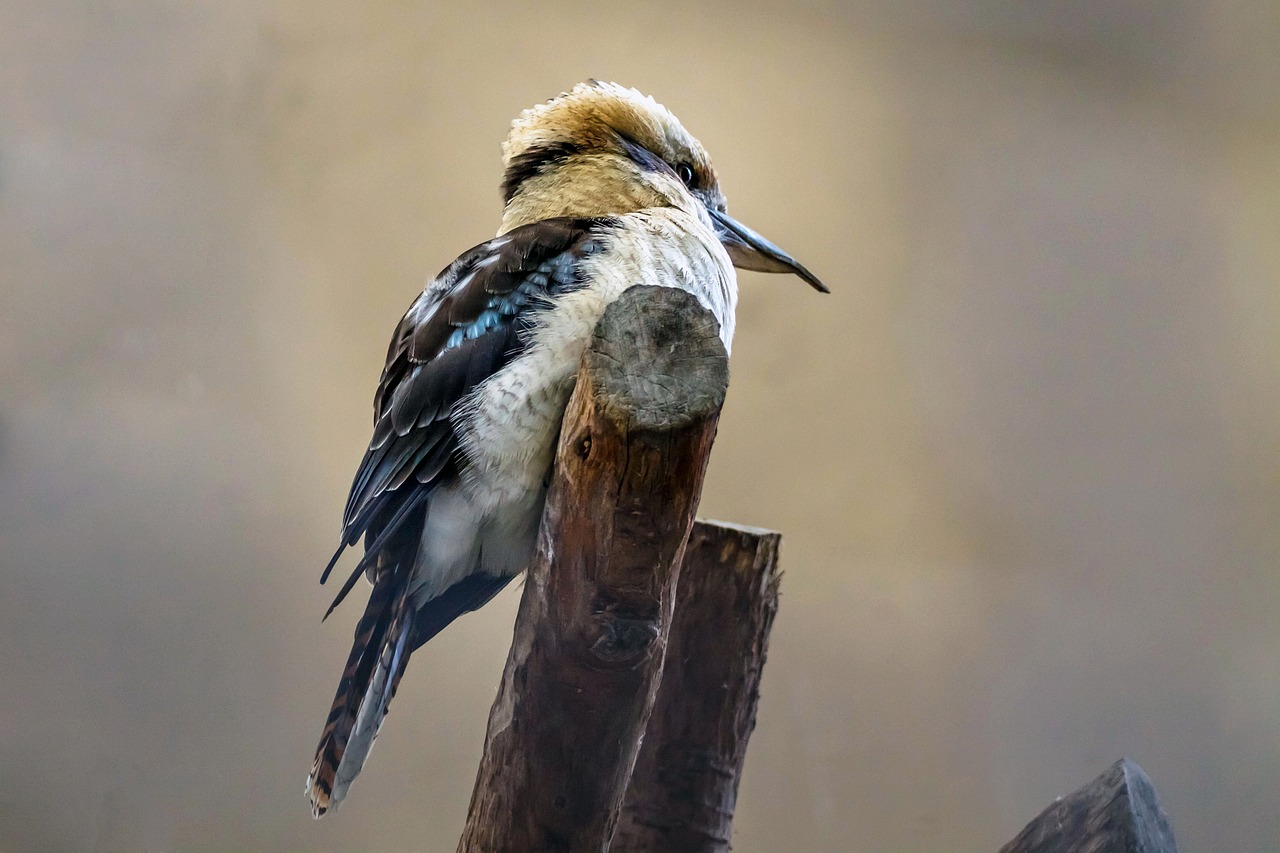 Kookaburra Qui Rit Oiseau Animal - Photo gratuite sur Pixabay