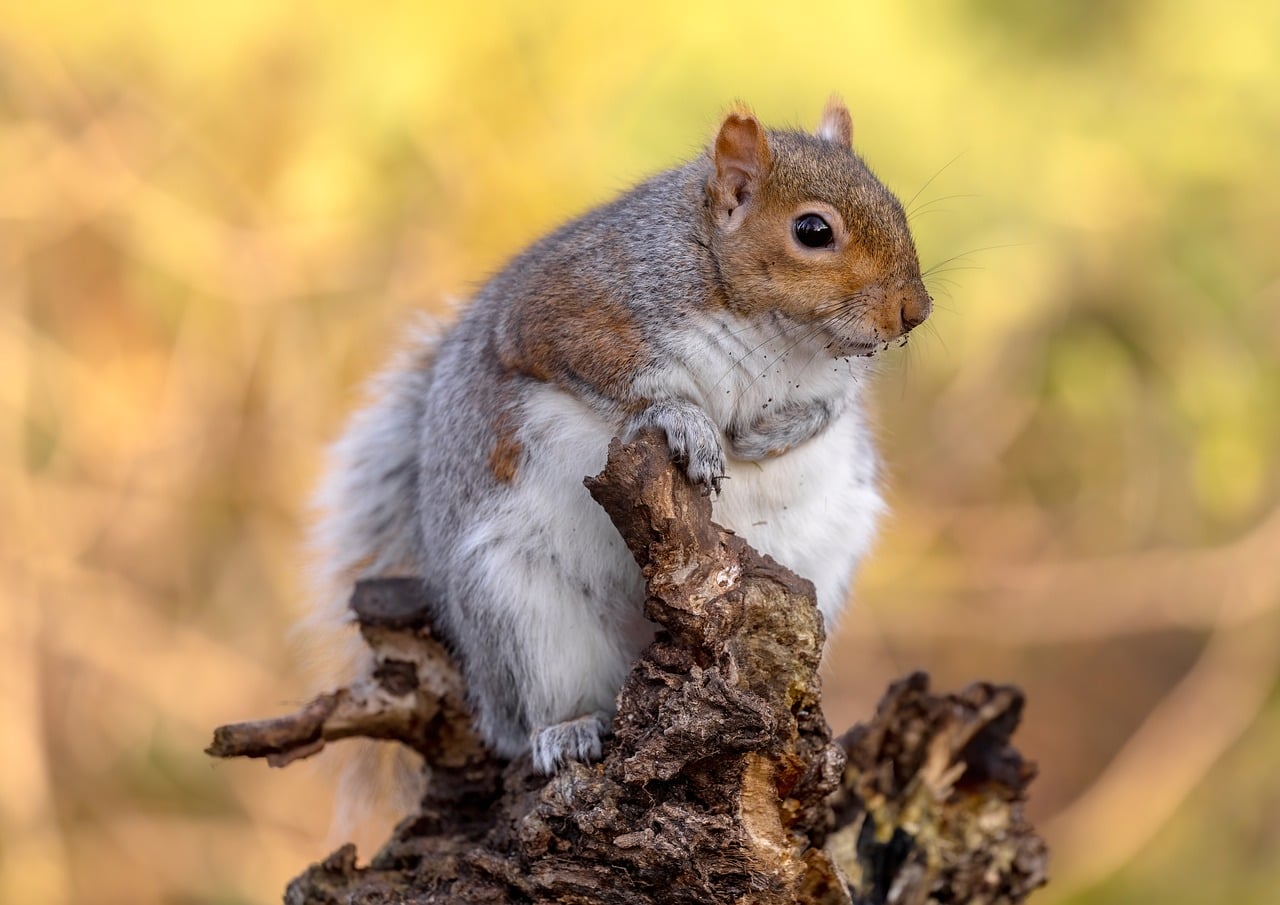 Squirrel Rodent Animal Free photo on Pixabay