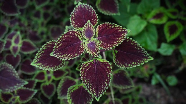 Free Coleus Nature photo and picture