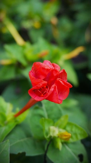 Free Garden Flower photo and picture
