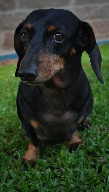 Free Dog Dachshund photo and picture