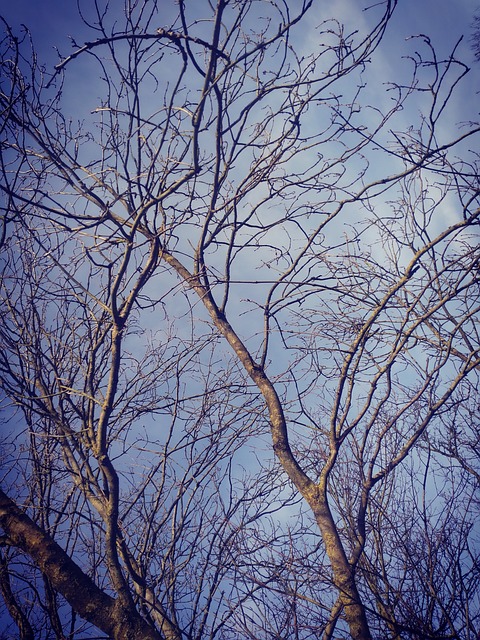 Winter, Natur, Wald, Himmel, Bäume