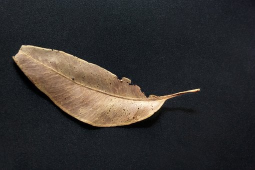 Verde, Hoja, Naturaleza, Planta, Sale De