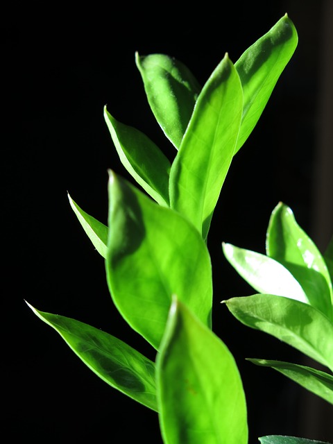 Free Green Plant Leaves illustration and picture