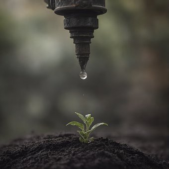 Planta, Crecer, Naturaleza, Verde, Agua