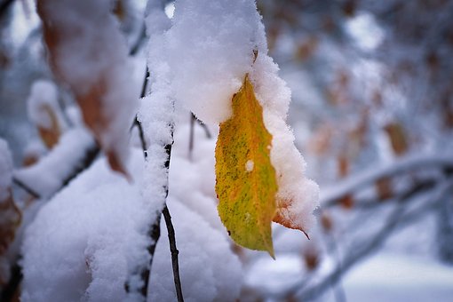 Schnee, Winter, Natur, Kalt, Eis, Frost