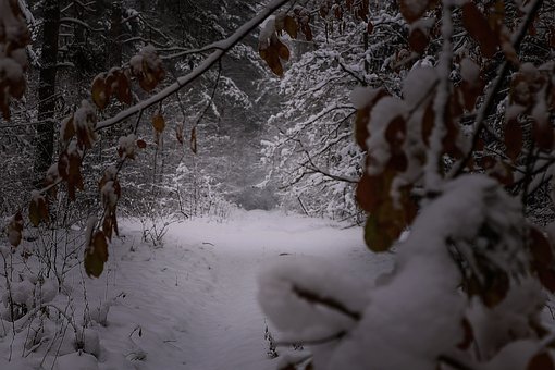 Schnee, Winter, Natur, Kalt, Eis, Frost