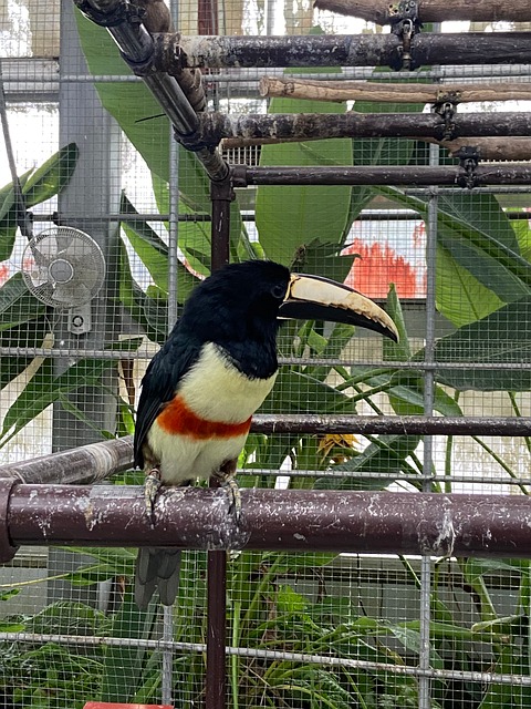 Free Bird Parrot photo and picture