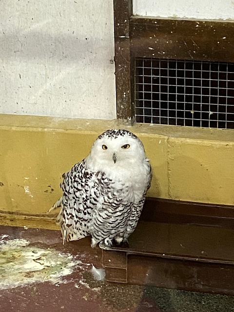 Free Owl Bird photo and picture