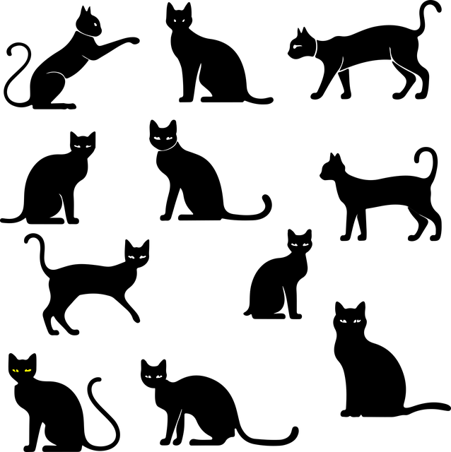 Silhuet, Natur, Dyreliv, Kæledyr, Zoo