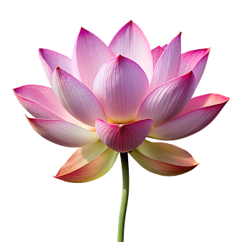 Free Ai Generated Lotus illustration and picture