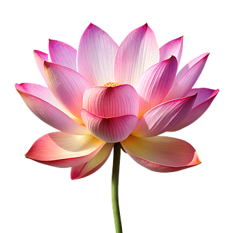 Free Ai Generated Lotus illustration and picture