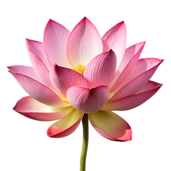 Free Ai Generated Lotus illustration and picture