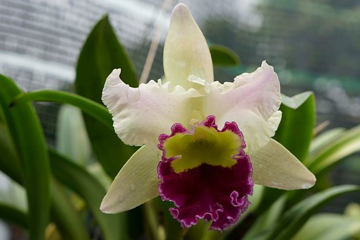 Free Flower Brilliant photo and picture