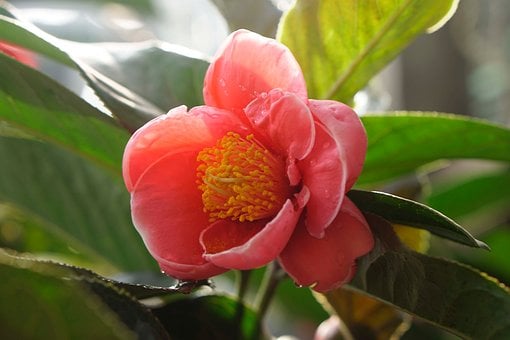 Free Flower Camellia photo and picture