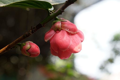 Free Flower Rose photo and picture
