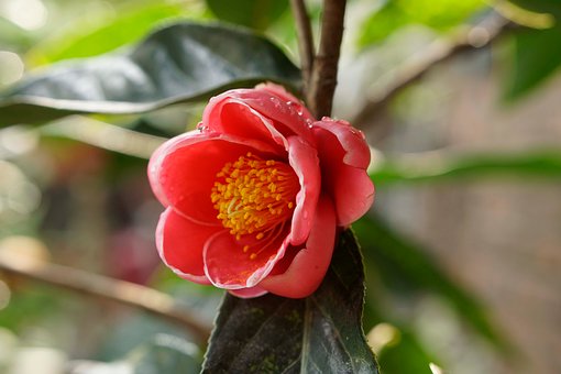 Free Tet Flowers Tet photo and picture