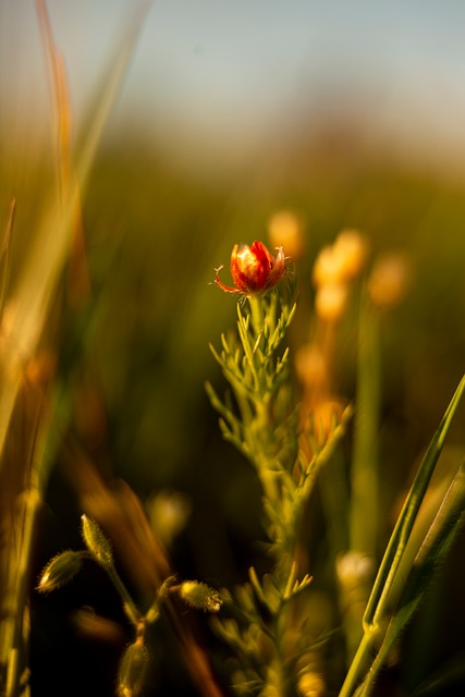 Bloem, Bloemen, Zomer, Natuur