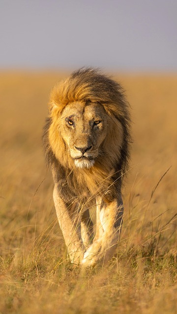 Free ai generated lion animal illustration