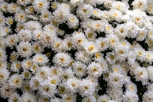 Blomst, Hvide Blomster, Smukke Blomster
