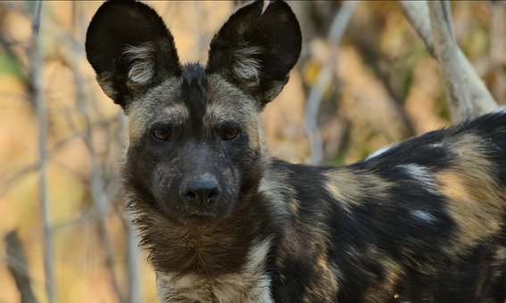 Africký Divoký Pes, Pes, Zvíře, Příroda