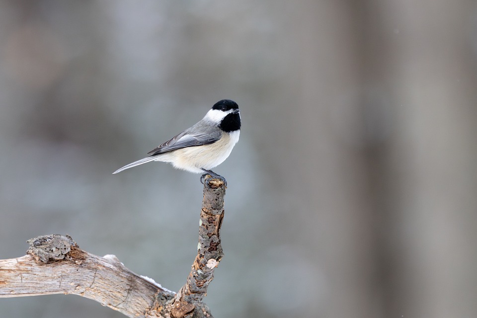 Carolina Chickadee Bird Free Photo On Pixabay
