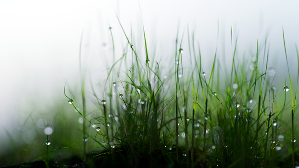 Morgen, Gress, Regn Og Dugg, Solskinn