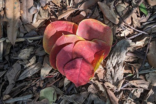 Rode Blad, Blad, Rood, Val, Plantaardige