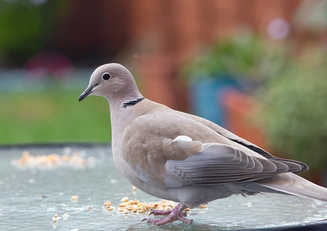 Free Collared Dove Dove photo and picture