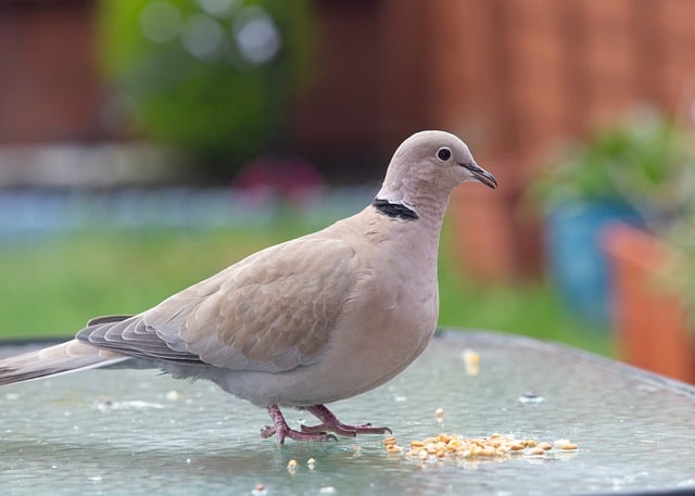 Free Collared Dove Dove photo and picture