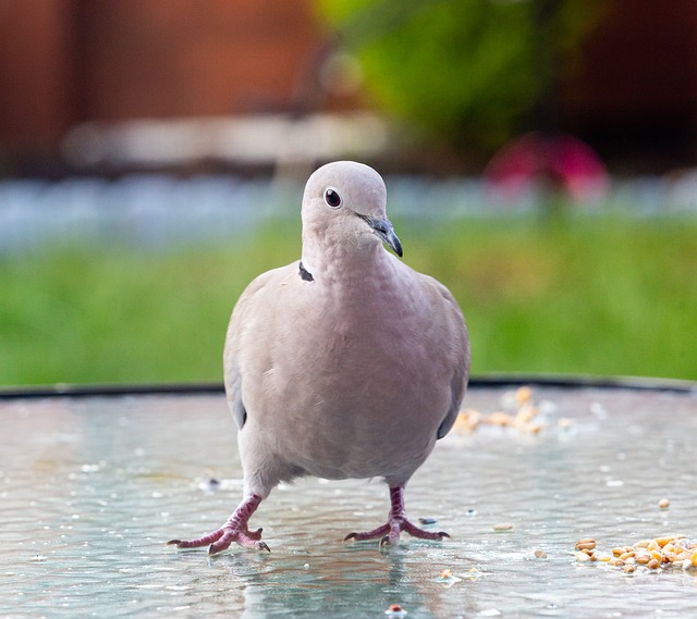 Free Collared Dove Dove photo and picture