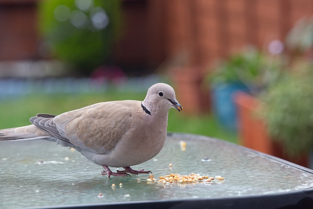 Free Collared Dove Dove photo and picture