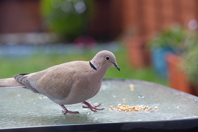 Free Collared Dove Dove photo and picture