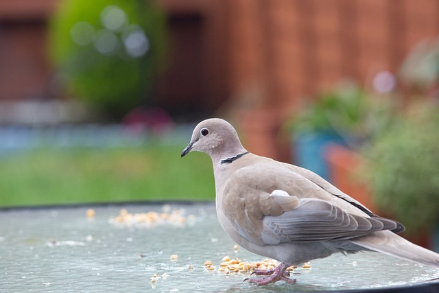 Free Collared Dove Dove photo and picture