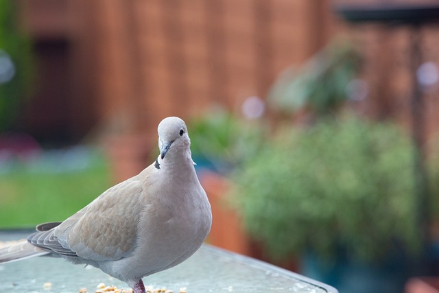 Free Collared Dove Bird Seed photo and picture