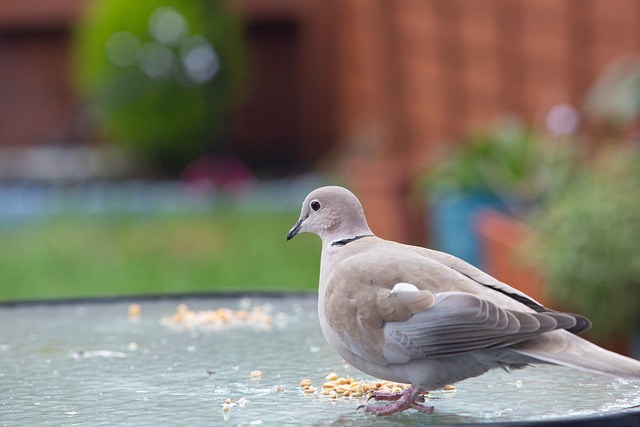 Free Collared Dove Dove photo and picture
