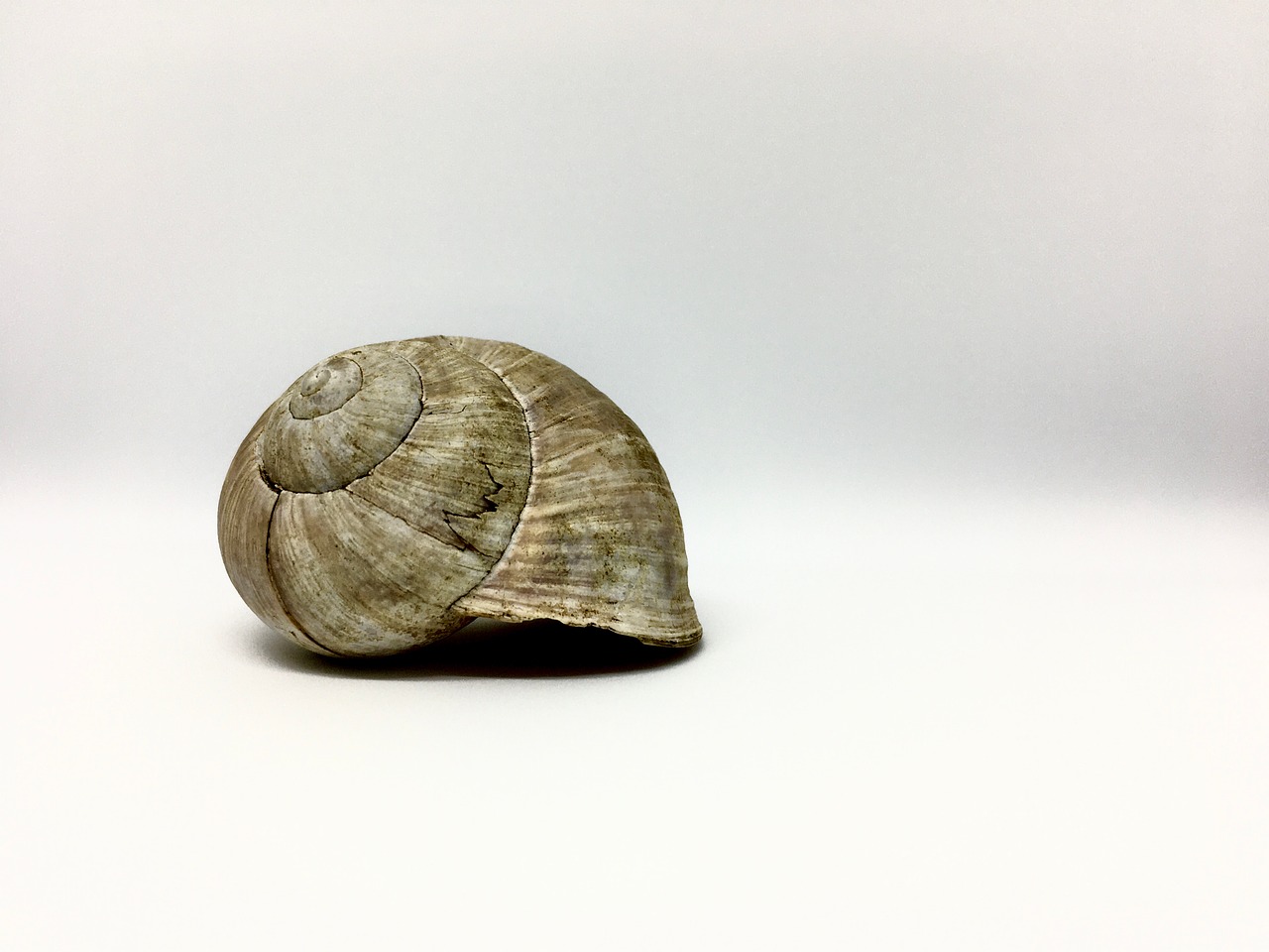 Snell Shell Snail Shell Mollusk - Free photo on Pixabay