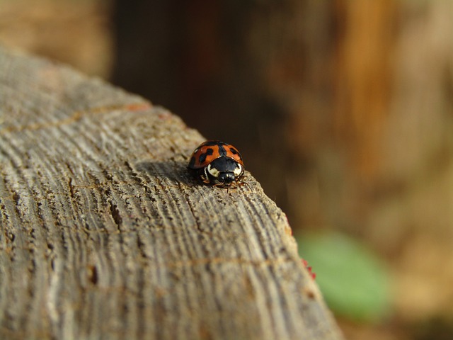 Free Ladybug Insect photo and picture