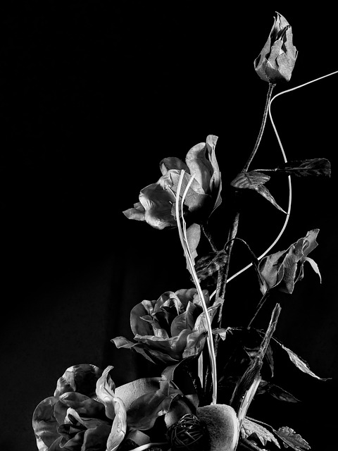 Roos, Decoratie, Zwart, Achtergrond
