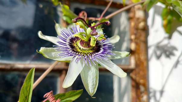 Blume, Passionsblume, Natur, Pflanze