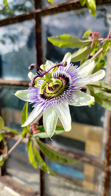 Blumen, Sommer, Klar, Passionsblume