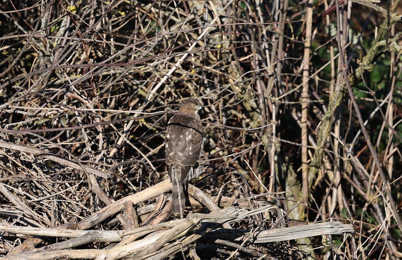 Hawk Animal Nature - Free photo on Pixabay