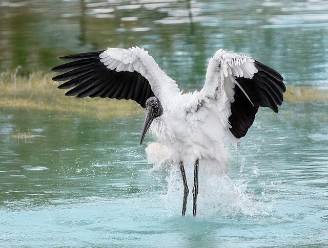 Storch, Vogel, Tier, Federn, Gefieder