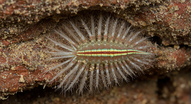 Free ai generated fireworms bristle worms illustration